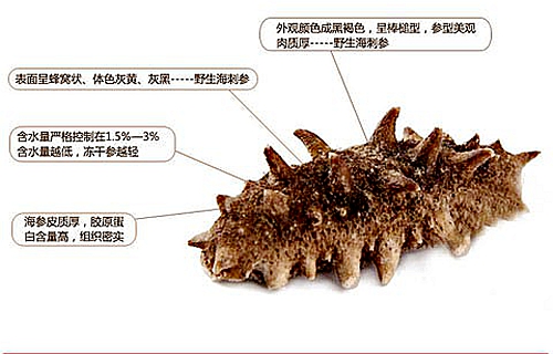 煙臺海參批發(fā)告訴你，這幾種海參要不得